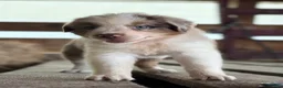 Australian Shepherd dogs for sale: Banks - Ad 1