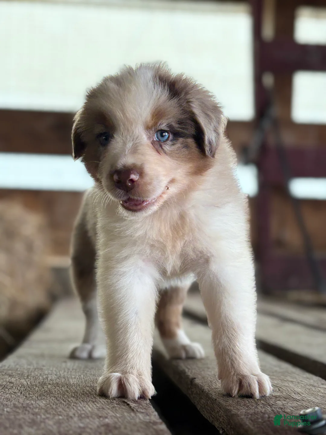 Australian Shepherd dogs for sale: Banks - Ad 1