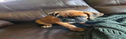 Boxer dogs for sale: Barkley  - Ad 8
