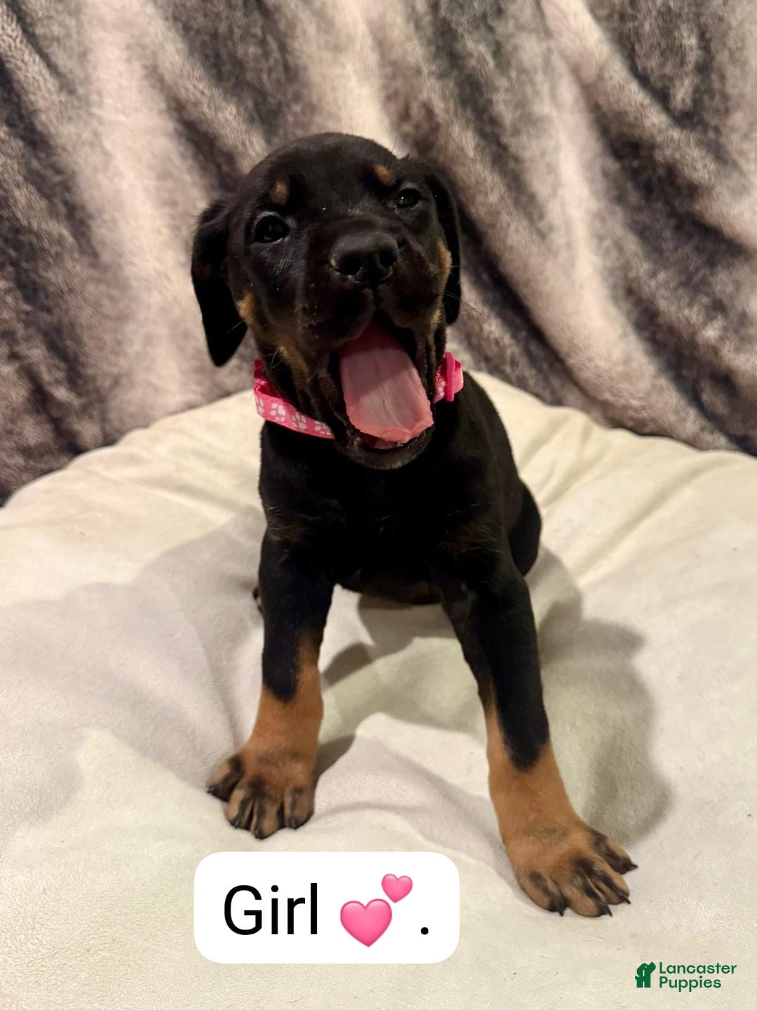 Mixed Breed dogs for sale: Fuchsia - Ad 2