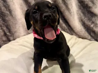 Mixed Breed dogs Pink - Ad 31