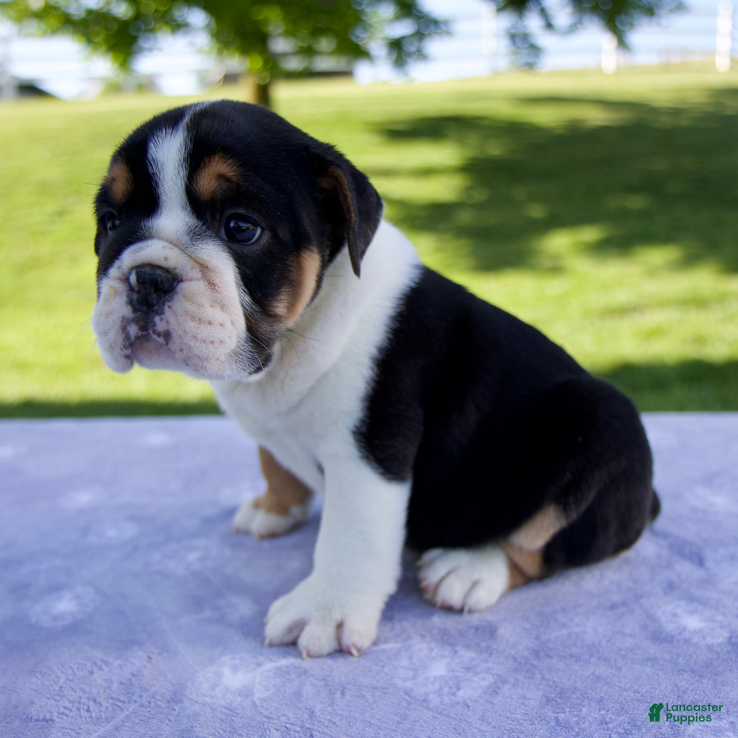 Beabull dogs for sale: Quinn - Ad 3