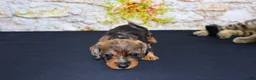 Miniature Dachshund dogs for sale: Horton - Ad 10