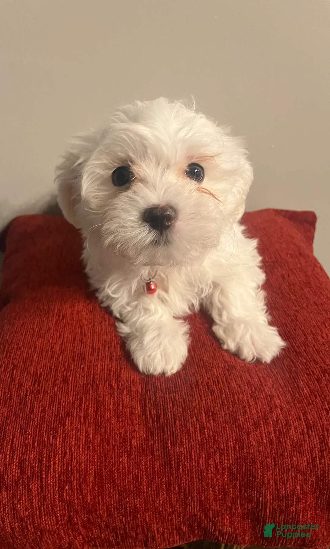 Mixed Breed dogs for sale: Mixed Breed Puppy 3 Frosty - Ad 1