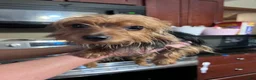 Yorkshire Terrier dogs for sale: Yorkshire Terrier Puppy 2 - Ad 3