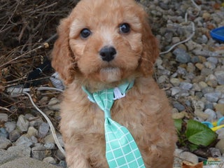 Irish Doodle dogs Mini Izzy - Ad 6