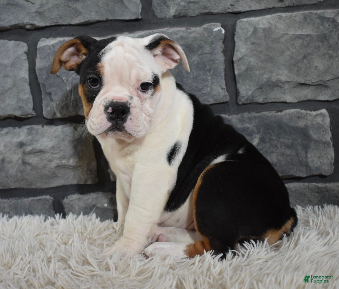 Beabull dogs Paige  - Ad 2