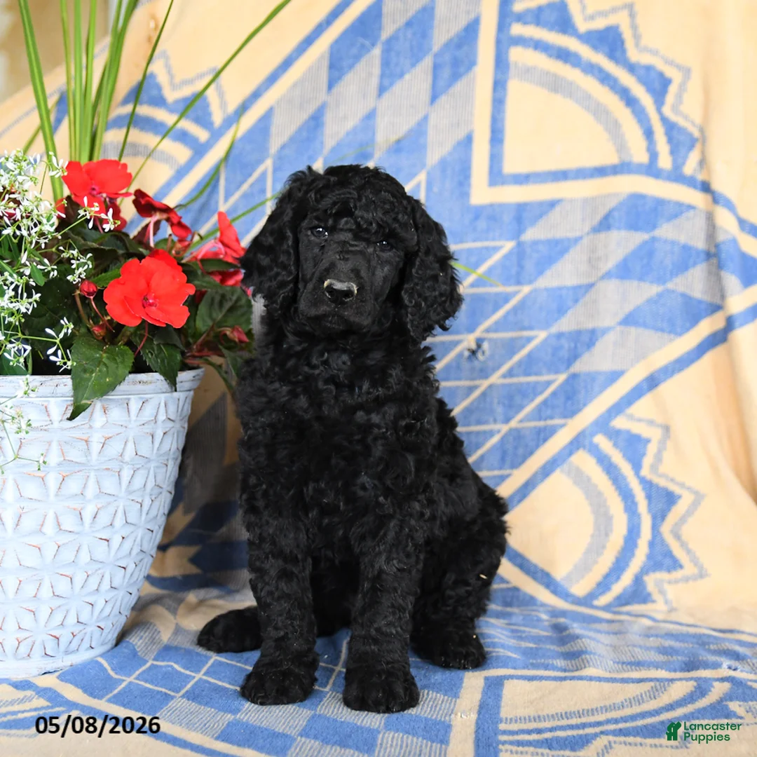 Standard Poodle dogs for sale: Volt  - Ad 1