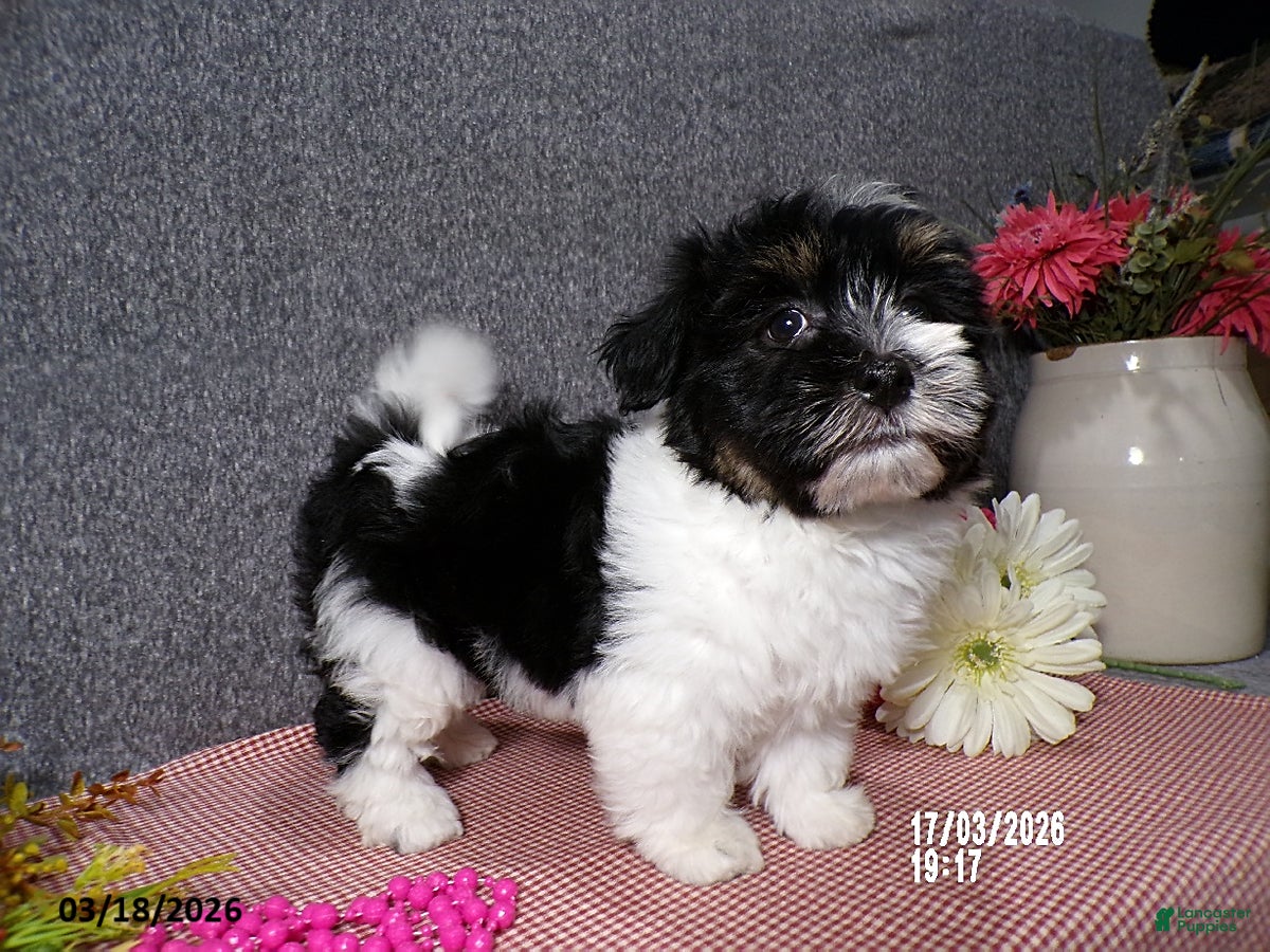 Havanese dogs Becki - Ad 1