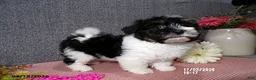 Havanese dogs for sale: Becki - Ad 1