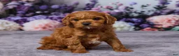 Cavapoo dogs for sale: Chance - Ad 3