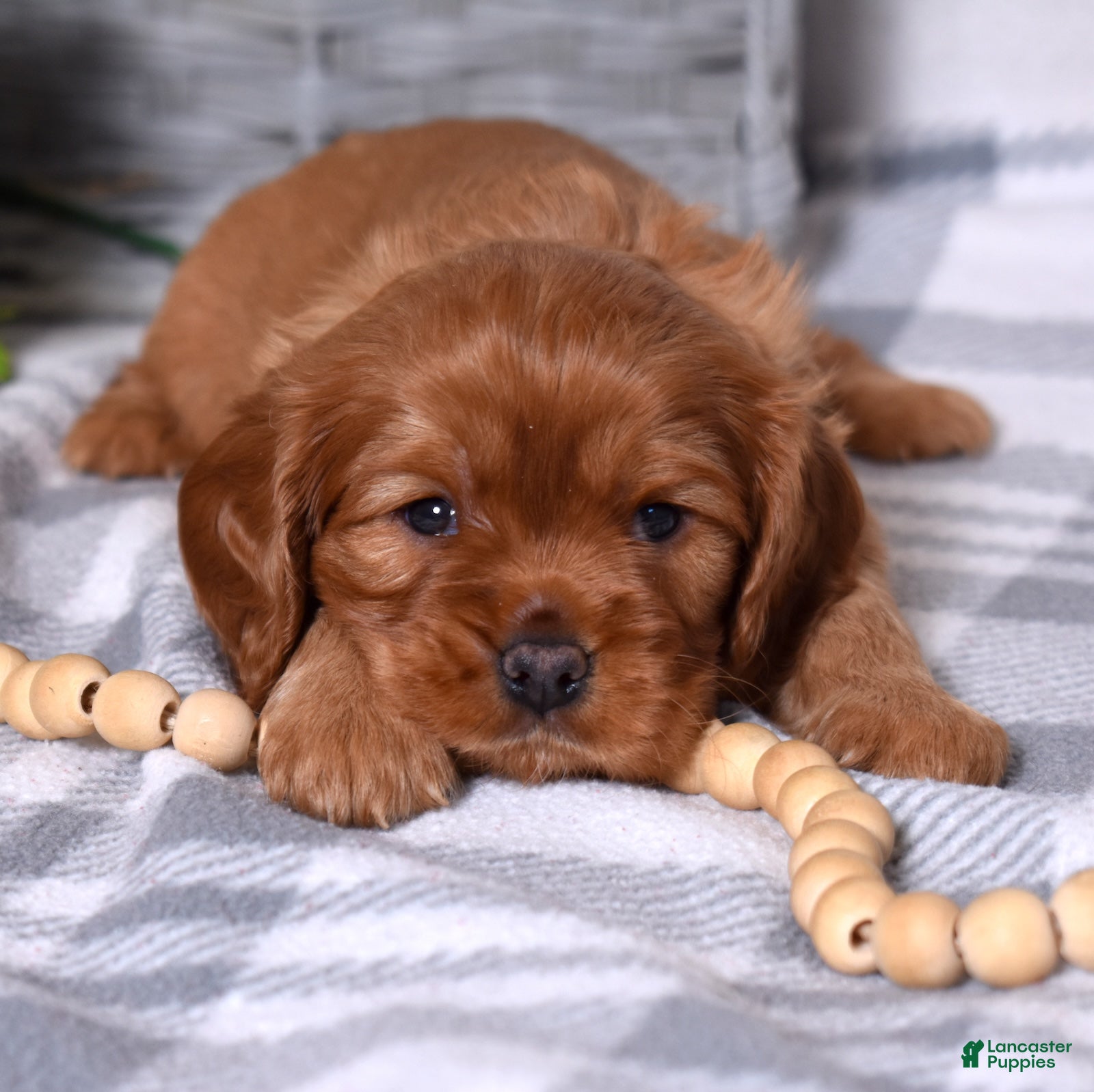 Cavalier King Charles Spaniel dogs Charlie  - Ad 1