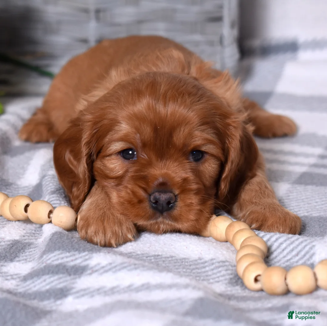 Cavalier King Charles Spaniel dogs for sale: Charlie  - Ad 1