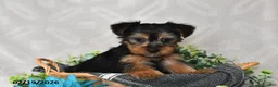 Yorkshire Terrier dogs for sale: Izzy - Ad 1