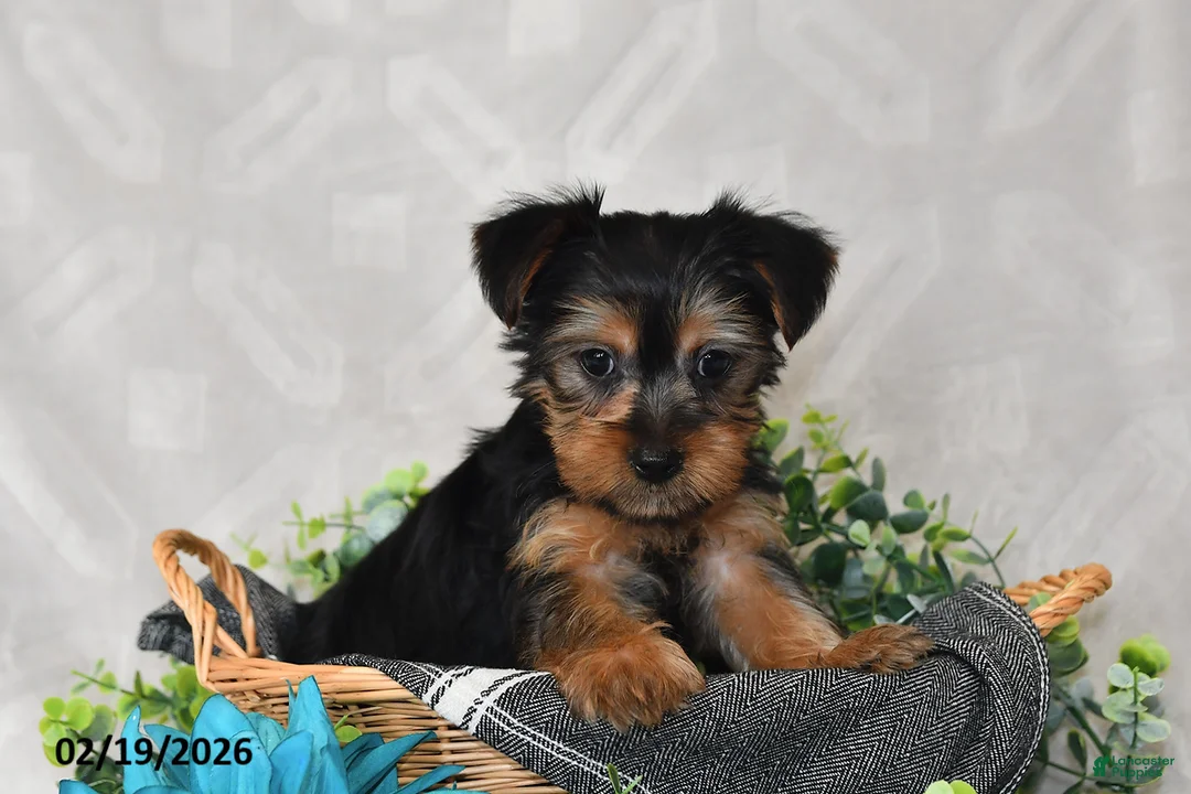 Yorkshire Terrier dogs for sale: Izzy - Ad 1