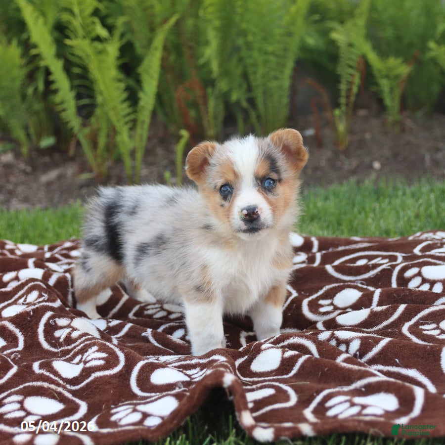 Mixed Breed dogs Skippy - Ad 1