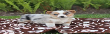 Skippy