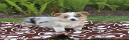 Mixed Breed dogs for sale: Skippy - Ad 1