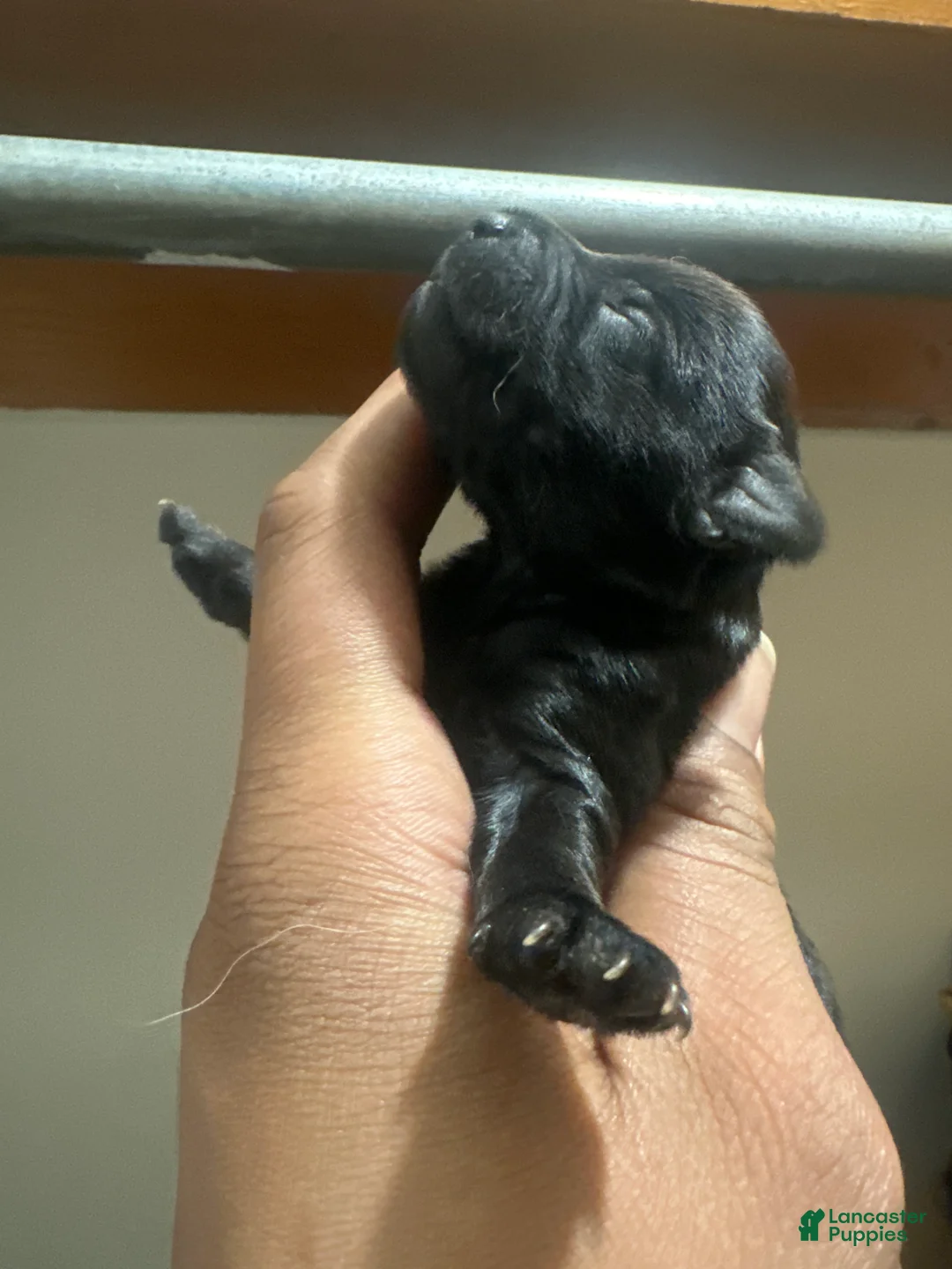 Yorkiepoo dogs for sale: Yorkiepoo Puppy 4 - Ad 1