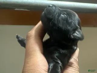 Yorkiepoo dogs Yorkiepoo Puppy 4 - Ad 6