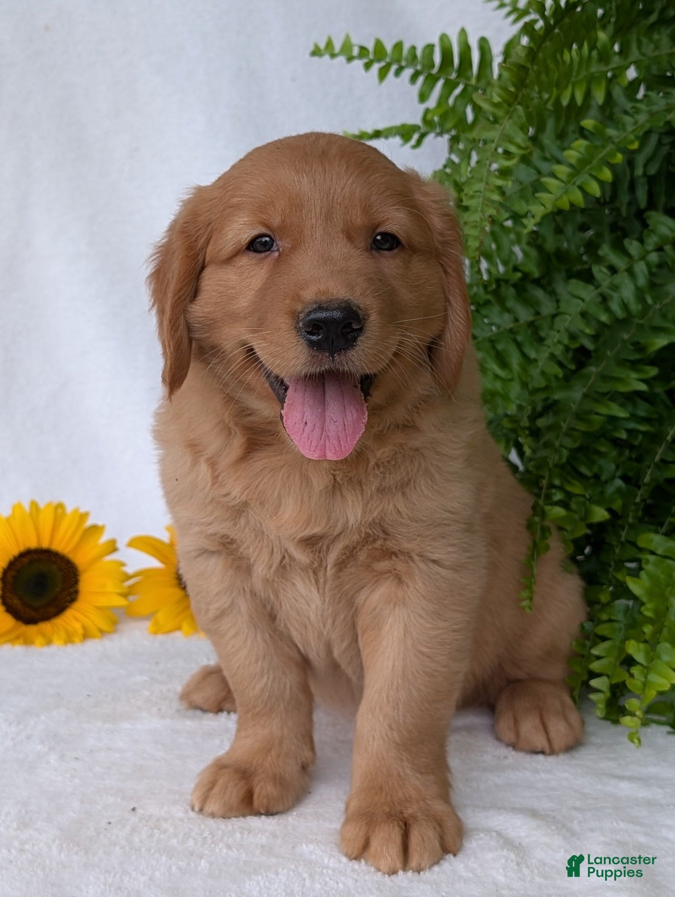 Golden Retriever dogs Buddy  - Ad 2