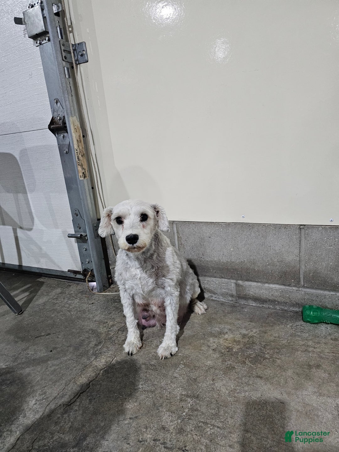 Miniature Schnauzer dogs for sale: Buster - Ad 10