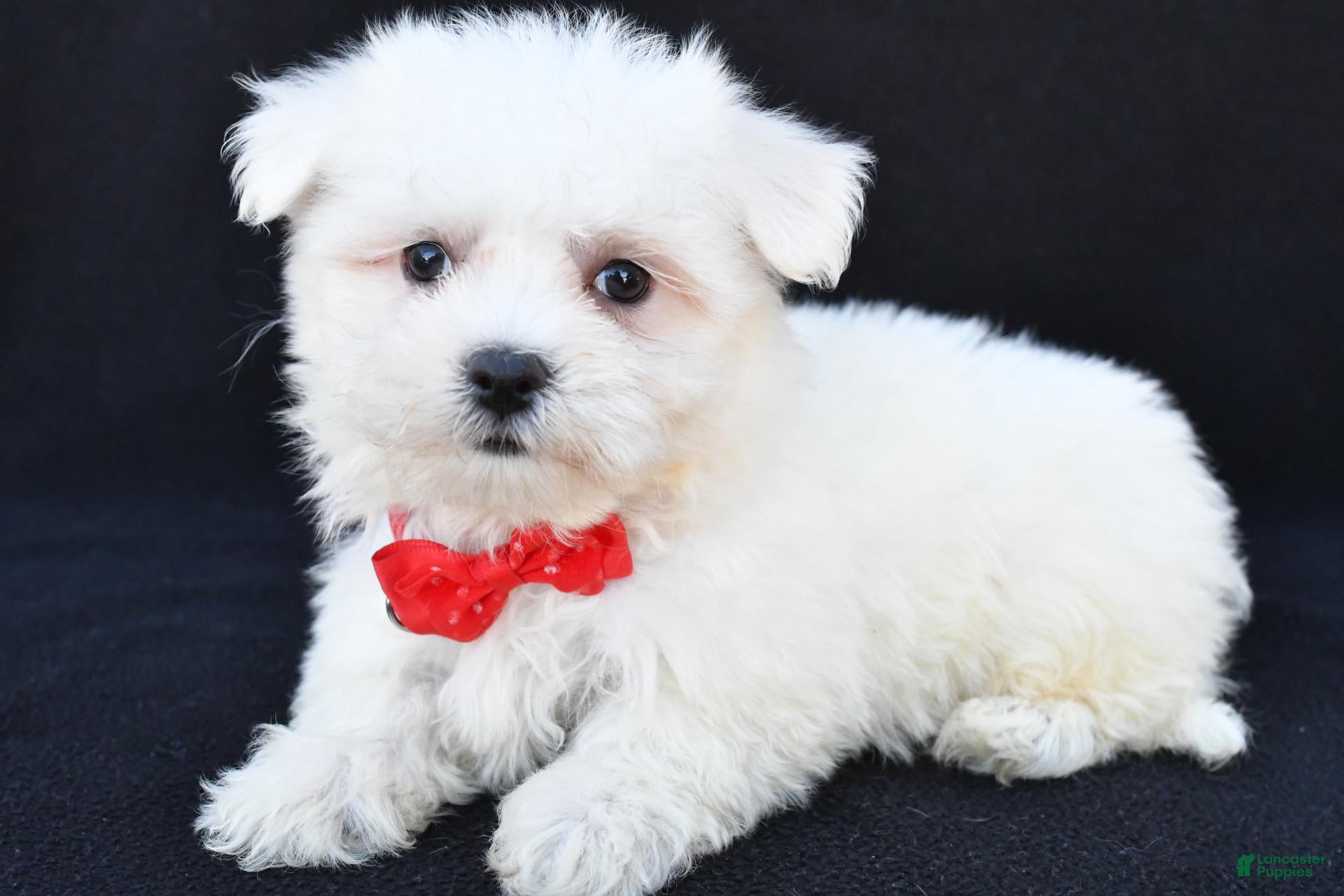 Maltese dogs for sale: Blaze - Ad 2