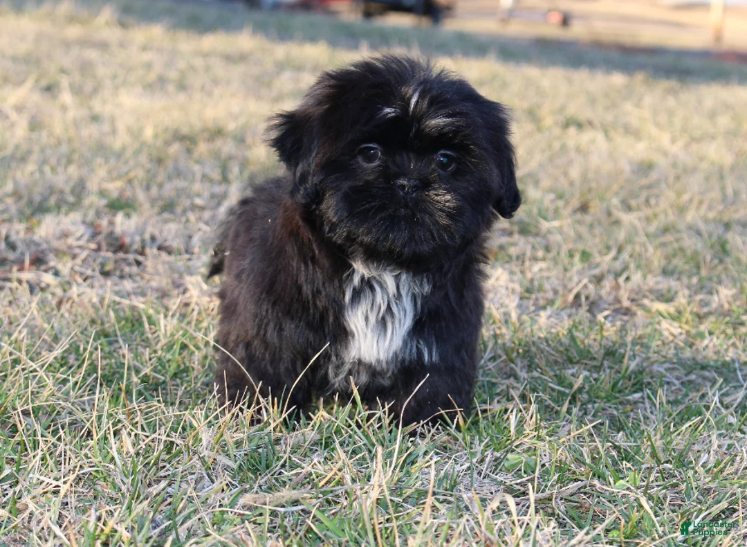 Shih Tzu dogs for sale: Elvis - Ad 4