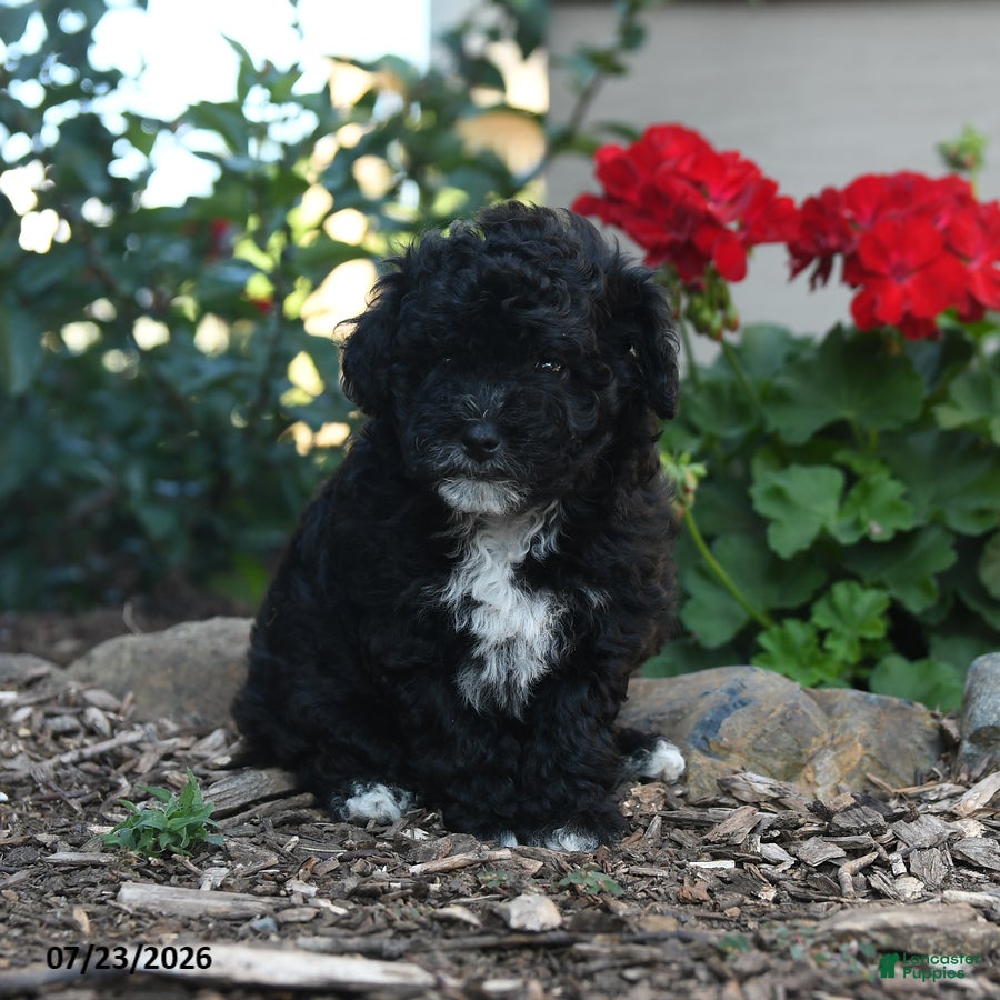 Havapoo dogs for sale: Shelly - Ad 3