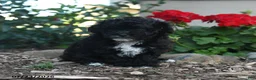 Havapoo dogs for sale: Shelly - Ad 1