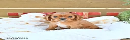 Cavapoo dogs for sale: Haven - Ad 4
