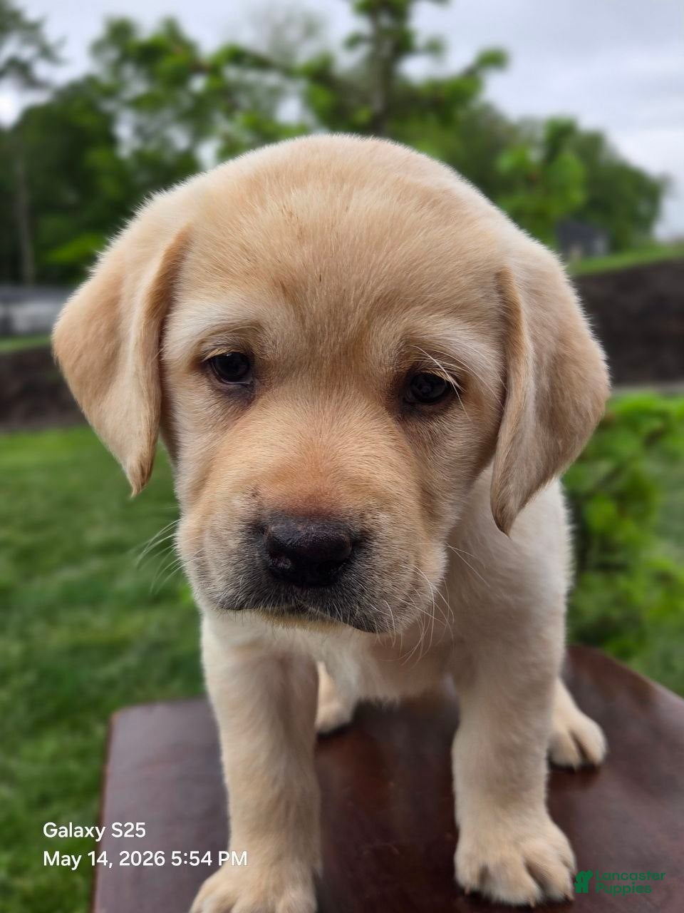 Labrador Retriever dogs Angel - Ad 2