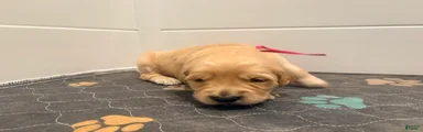 Golden Retriever Blossom 