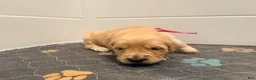 Golden Retriever dogs for sale: Golden Retriever Blossom  - Ad 1
