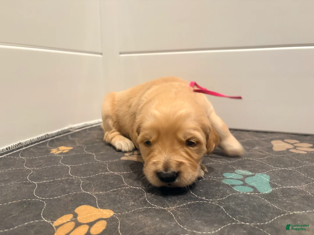 Golden Retriever dogs for sale: Golden Retriever Blossom  - Ad 1