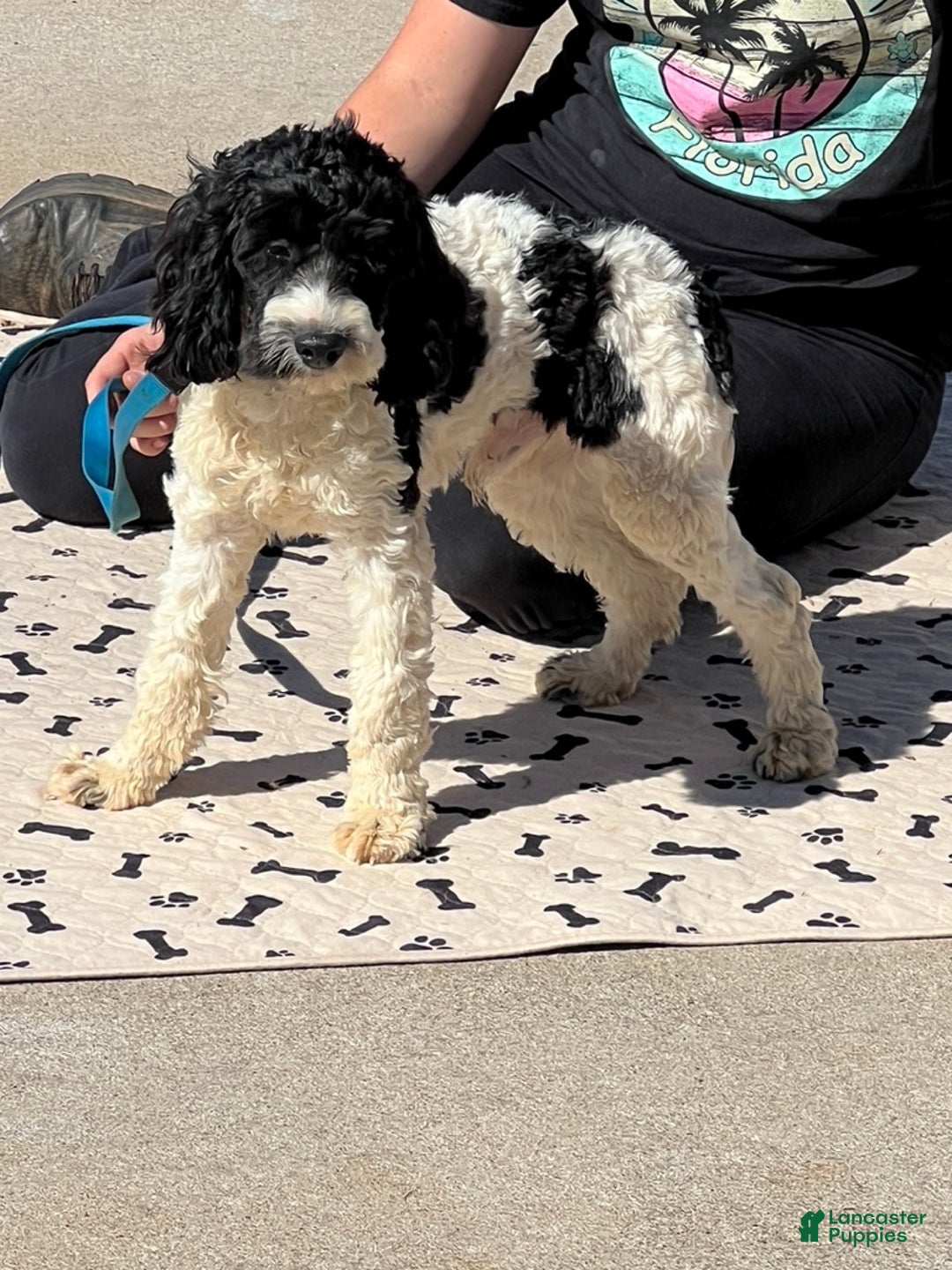 Cockapoo dogs for sale: Ringo - Ad 2