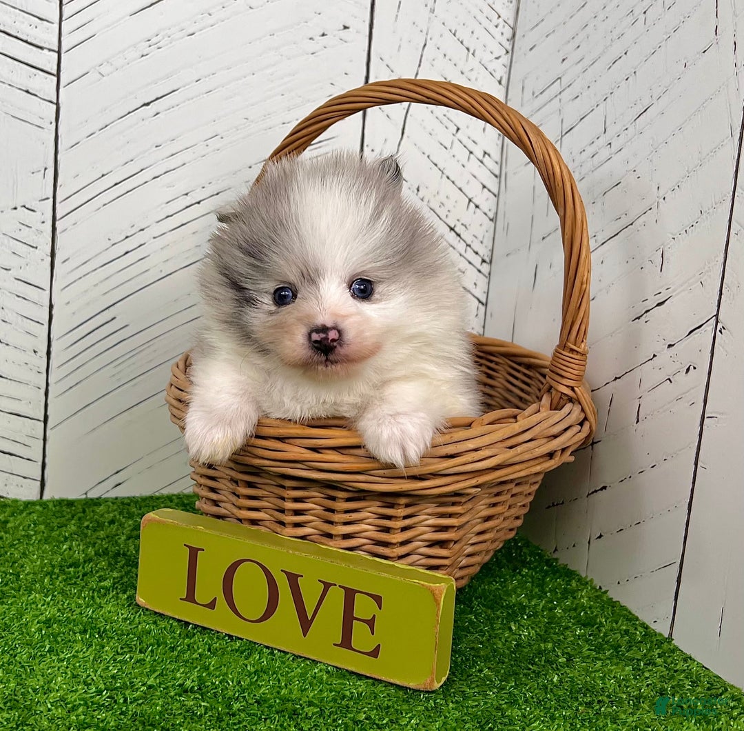 Pomeranian dogs for sale: Teddy - Ad 5