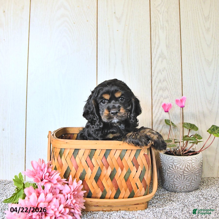 Cocker Spaniel dogs Cassandra - Ad 2