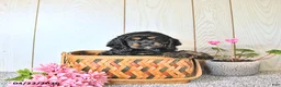 Cocker Spaniel dogs for sale: Cassandra - Ad 2