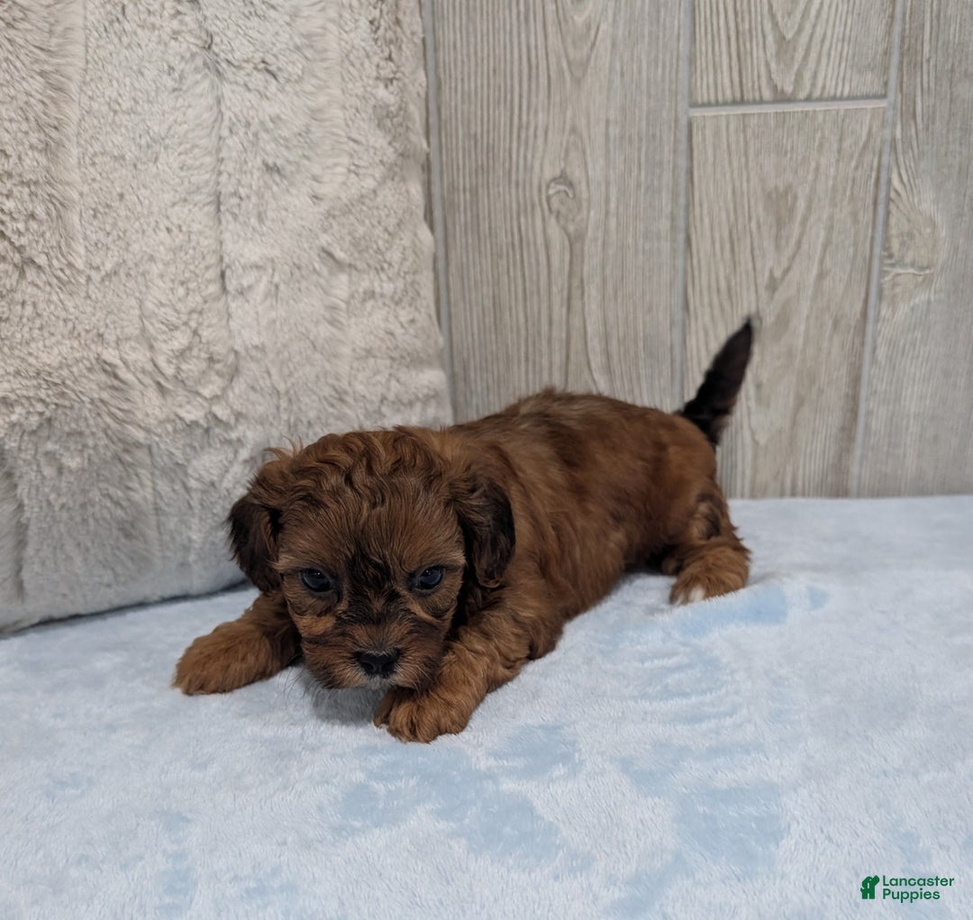 Shihpoo dogs for sale: Chase - Ad 4
