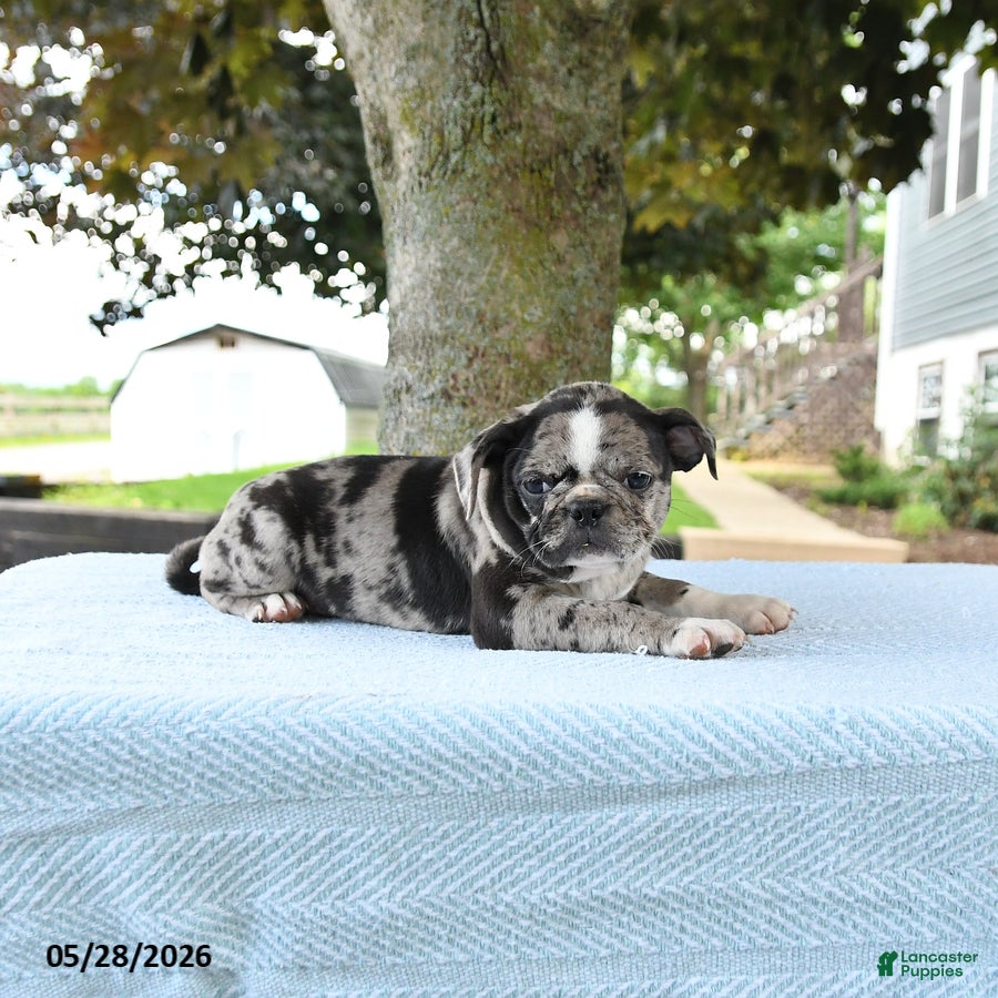Mixed Breed dogs Harmony - Ad 2