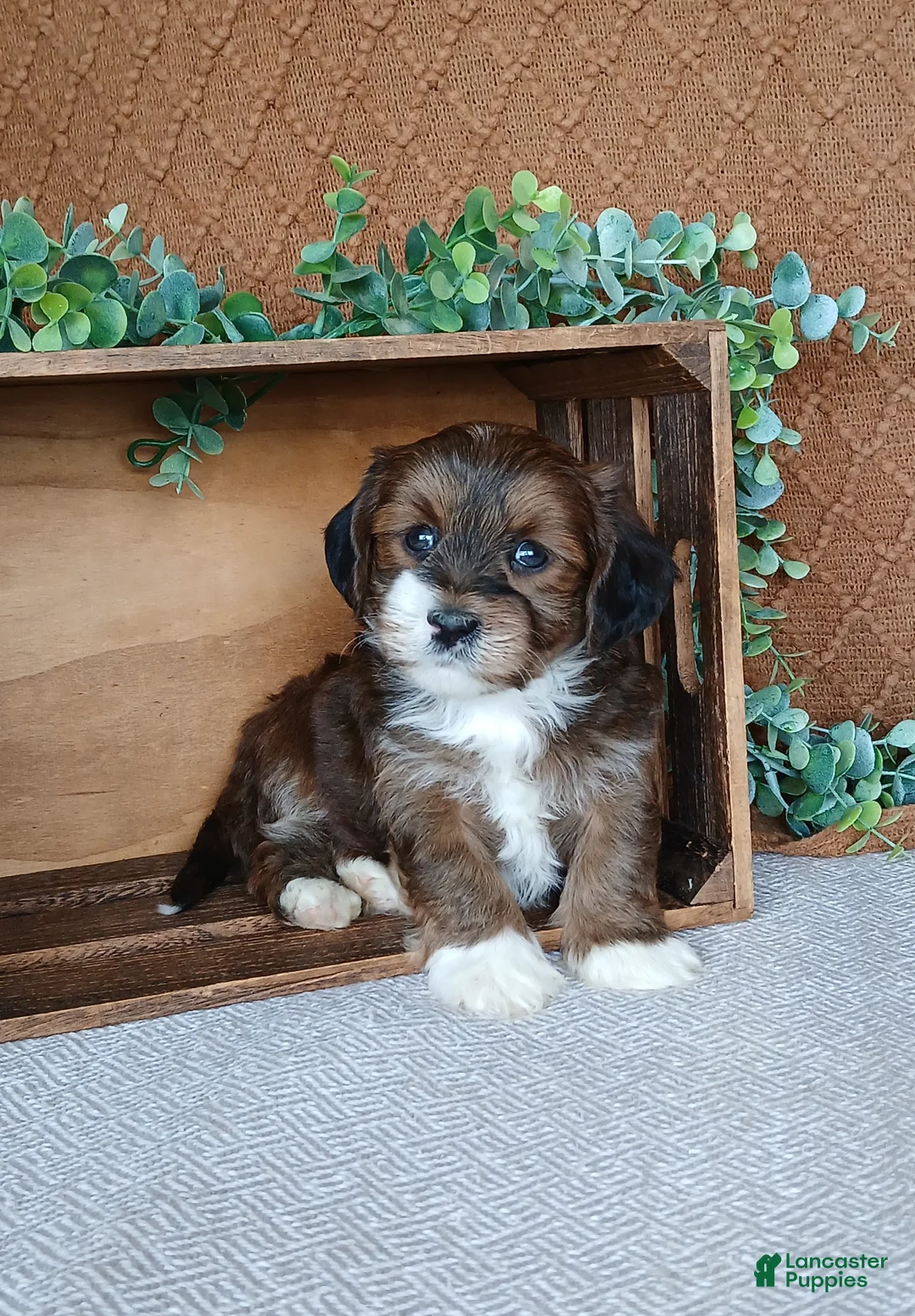 Havanese dogs for sale: Rafe  - Ad 2