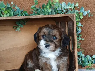 Havanese dogs for sale: Rafe - Ad 3