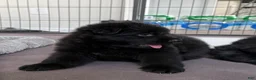 German Shepherd dogs for sale: German Shepherd 2 - Ad 10