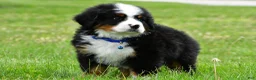 Bernese Mountain Dog dogs for sale: Robby - Ad 7