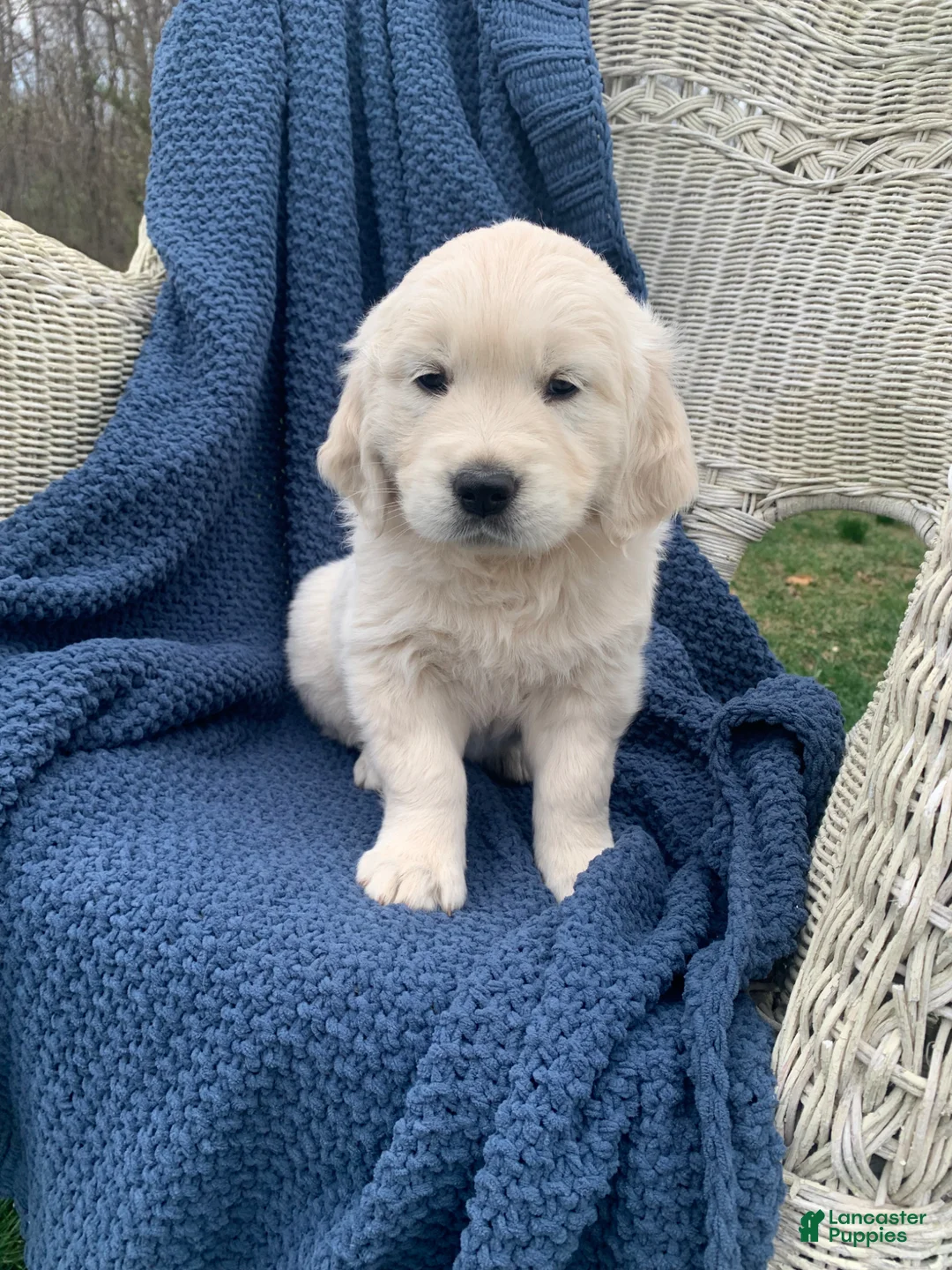 Golden Retriever dogs for sale: AKC Golden Retriever Puppy 5 - Ad 2