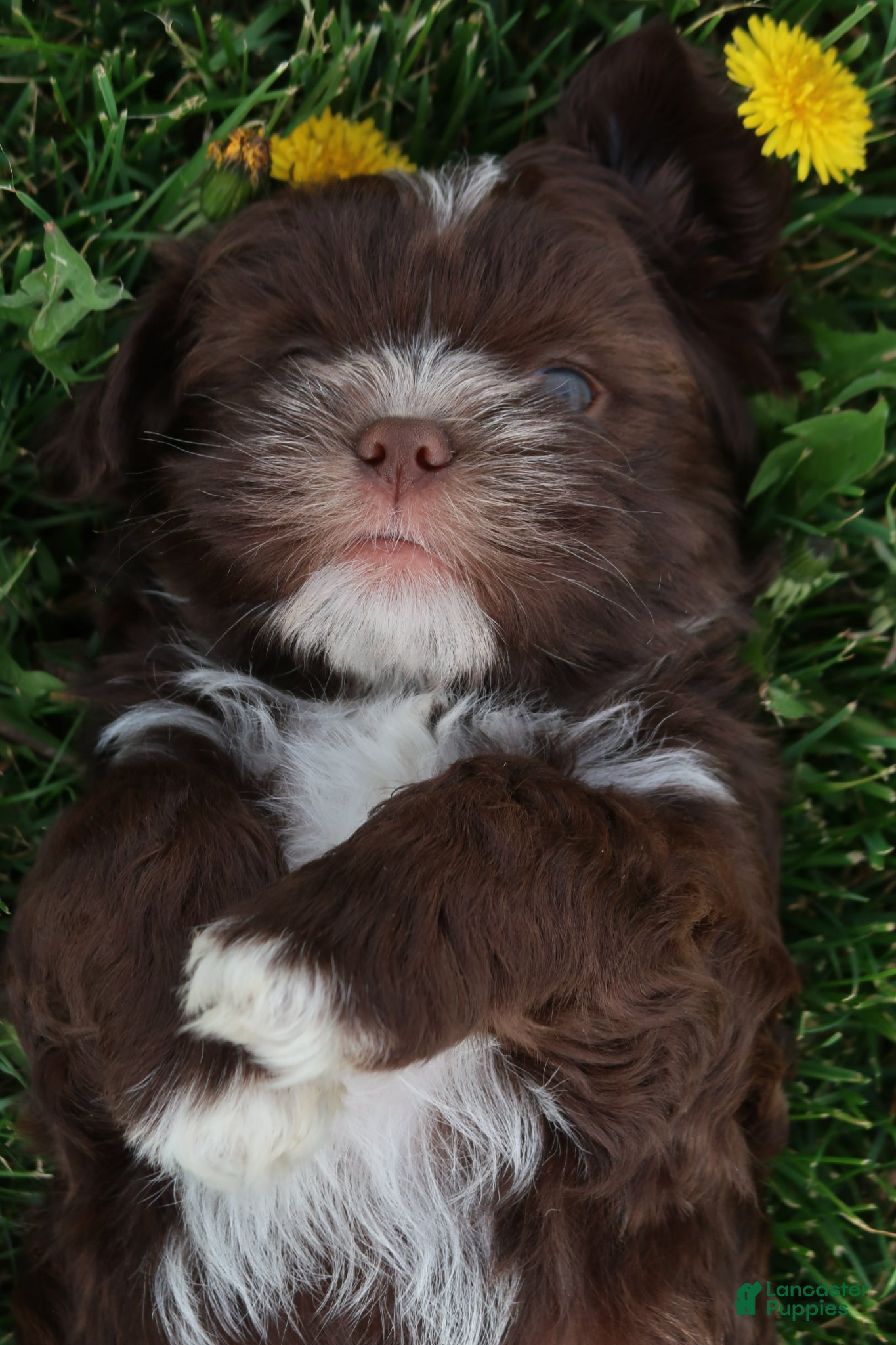 Shihpoo dogs Zeb - Ad 2