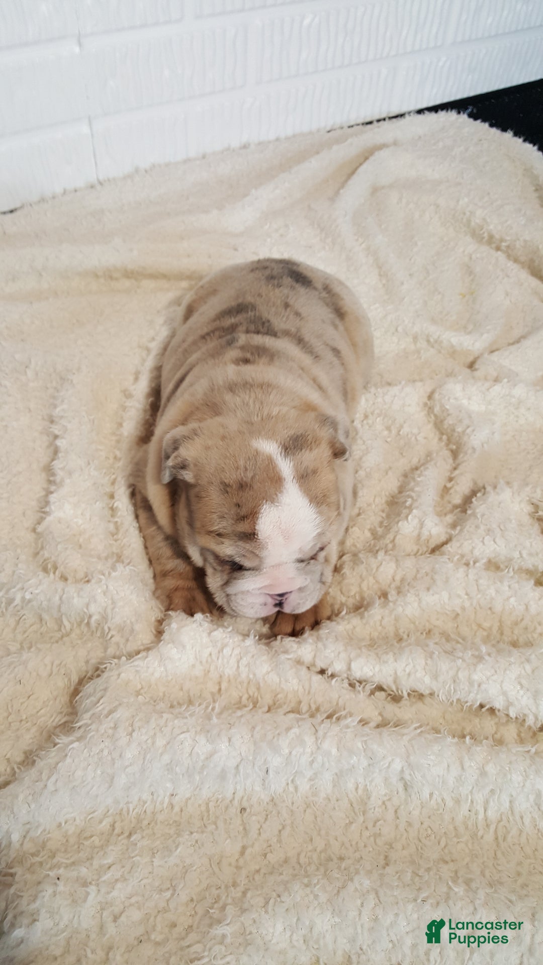 English Bulldog dogs for sale: Anja - Ad 7