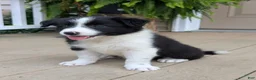 Border Collie dogs for sale: Tally - Ad 7