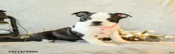 Boston Terrier dogs for sale: Mocha - Ad 3